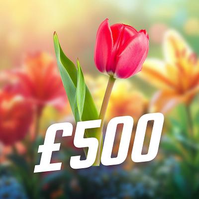 TULIP £500 CASH WINNER
