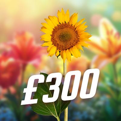 SUNFLOWER £300 CASH WINNER 